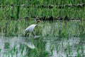 A stork in solititude and loneliness