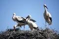 Portugal - Stork in south Portugal - Cigognes au nid Sud Portugal Royalty Free Stock Photo