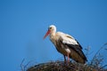 Stork in Spain
