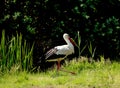 White stork walking on a green meadow Royalty Free Stock Photo