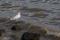 A stork is standing on the banks of the river.