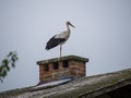 Stork standing on chimney Royalty Free Stock Photo