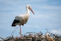 Stork standing in nest with its chicks Royalty Free Stock Photo