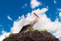 Stork standing on a nest
