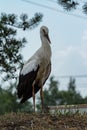 Stork standing in nest Royalty Free Stock Photo