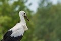 Stork standing in nest Royalty Free Stock Photo