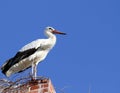 Stork standing on The Old Brick Chimney Royalty Free Stock Photo