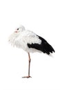 Stork standing on one leg isolated