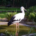 Stork standing in a pond Royalty Free Stock Photo