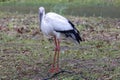 Stork standing in rain.