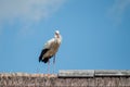 stork standing on the roof on blue sky background Royalty Free Stock Photo