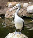 Stork Royalty Free Stock Photo