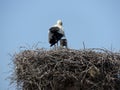 Stork stands with a baby stork in a nest made of branches, against sky. Armenia Royalty Free Stock Photo