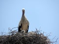 Stork stands with a baby stork in a nest made of branches, against sky. Armenia Royalty Free Stock Photo