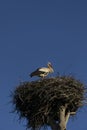 A stork stands in a nest against. Royalty Free Stock Photo