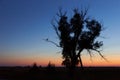 Stork Stands on One Leg on Dry Tree Branch and sunset on background Royalty Free Stock Photo