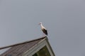 Stork stands on a wooden roof against the background of the sky Royalty Free Stock Photo