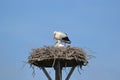 Stork with stork chick on her nest