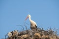 Stork on stork nest Royalty Free Stock Photo
