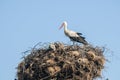 Stork on stork nest Royalty Free Stock Photo