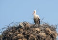 Stork on stork nest Royalty Free Stock Photo