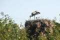 Stork on stork nest Royalty Free Stock Photo