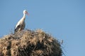 Stork on stork nest Royalty Free Stock Photo