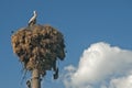 Stork on stork nest Royalty Free Stock Photo