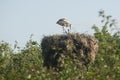 Stork on stork nest Royalty Free Stock Photo