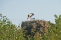 Stork on stork nest Royalty Free Stock Photo