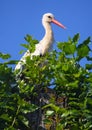 Stork Royalty Free Stock Photo