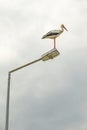 Stork on street lamp in nature and cloudy weather