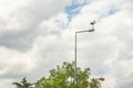 Stork on street lamp in nature and cloudy weather