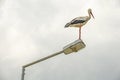 Stork on street lamp in nature and cloudy weather