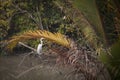 Stork in Sundarbans national park in Bangladesh Royalty Free Stock Photo