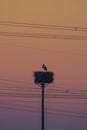Stork, Sunset and Power Lines Royalty Free Stock Photo
