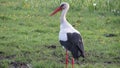 Stork symbol of love in Ukraine