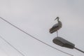 Stork on top of an electricity pole in a rural area of Romania at dusk. Wild animals living between humans Royalty Free Stock Photo