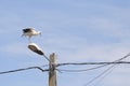 Stork on top of an electricity pole in a rural area of Romania. Wild animals living between humans Royalty Free Stock Photo