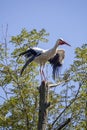 Stork tree Royalty Free Stock Photo