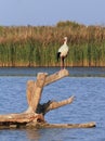 Stork on a trunk Royalty Free Stock Photo