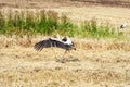 Stork try to fly above the field Royalty Free Stock Photo