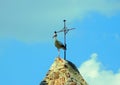 stork under a sunny blue sky. Royalty Free Stock Photo