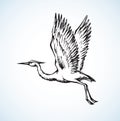 Stork. Vector drawing