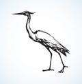 Stork. Vector drawing Royalty Free Stock Photo