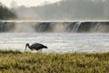 Stork at Venta waterfall, Kuldiga, Latvia Royalty Free Stock Photo