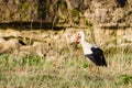 Stork at Venta waterfall, Kuldiga, Latvia Royalty Free Stock Photo