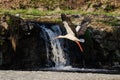Stork at Venta waterfall, Kuldiga, Latvia Royalty Free Stock Photo