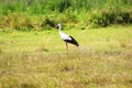 Stork is Walking on the grass Royalty Free Stock Photo