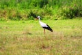 Stork is Walking on the grass in rural area Royalty Free Stock Photo